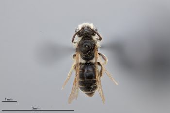 Media type: image;   Entomology 774229 Aspect: habitus dorsal view